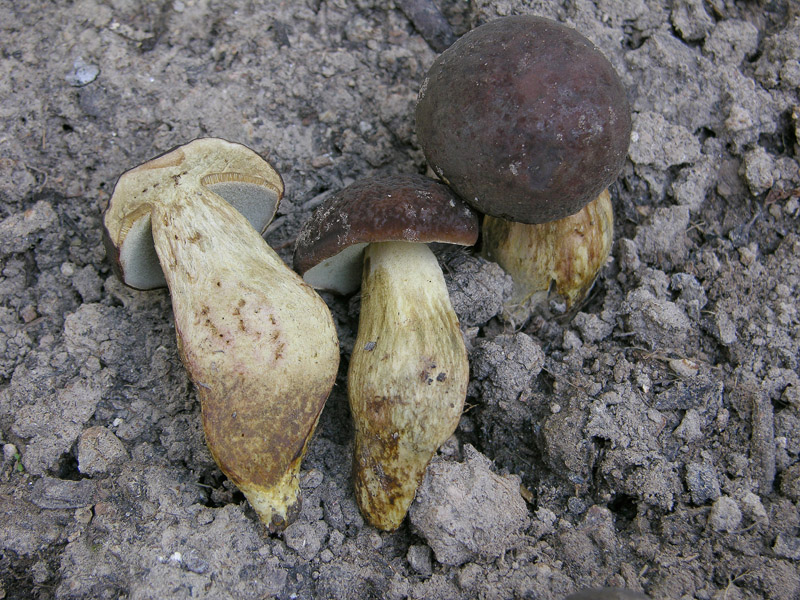 Xerocomus sp.